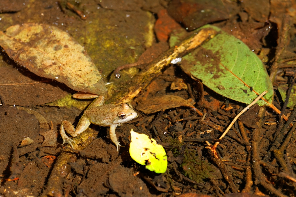 05 - Garden Route NP (2).jpg